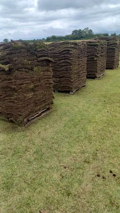 GRAMA ESMERALDAS DE SEGUNDA NO PALETE - Foto 6