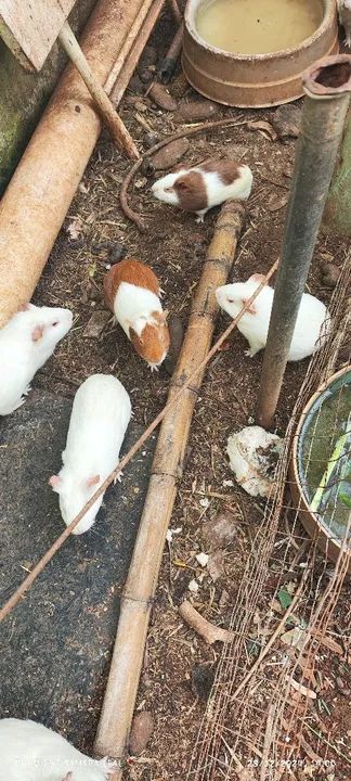 Porquinho da Índia - Foto 2