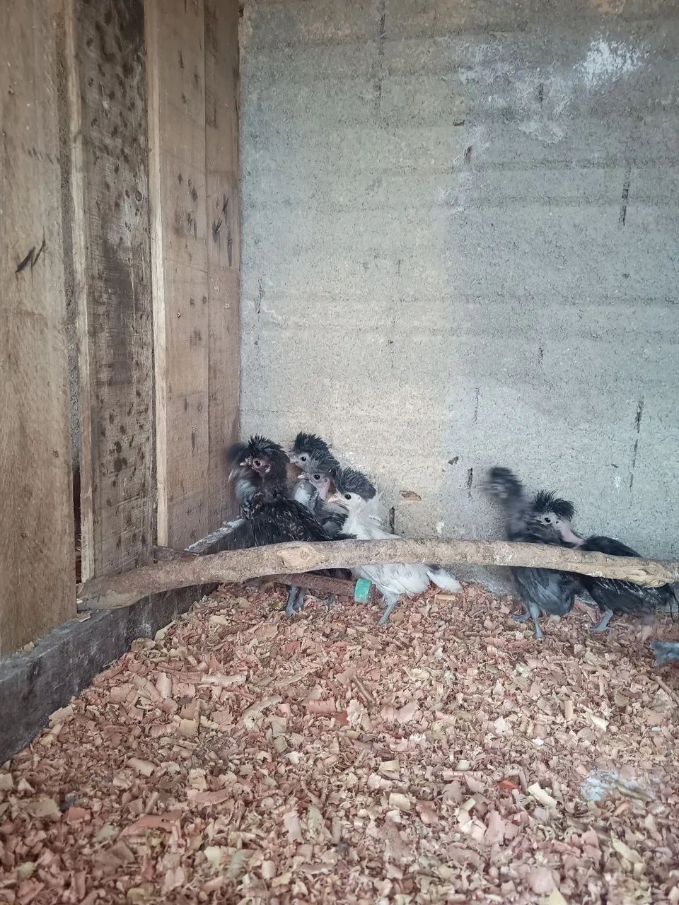 Pintinhos polonês  - Foto 2