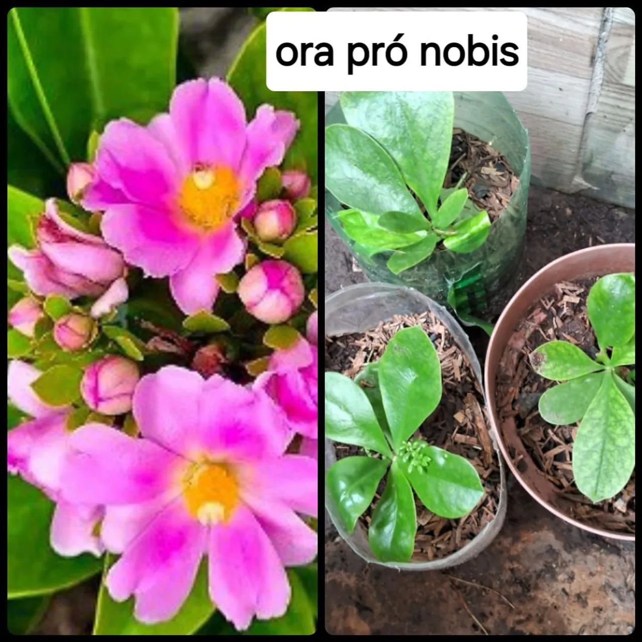 Mudas por 4,00 - Foto 3