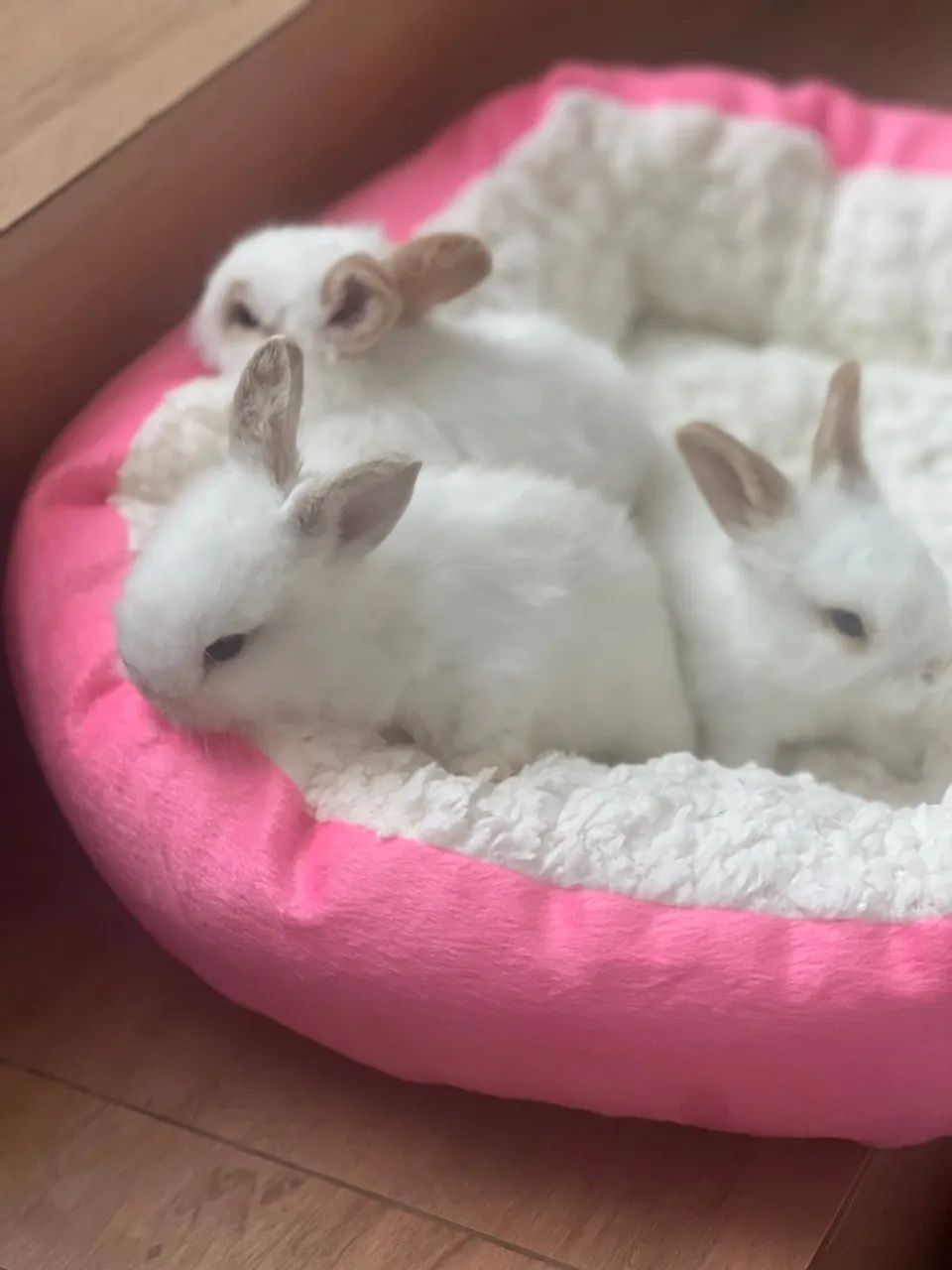 Filhotes de Lion com netherland anão  - Foto 3