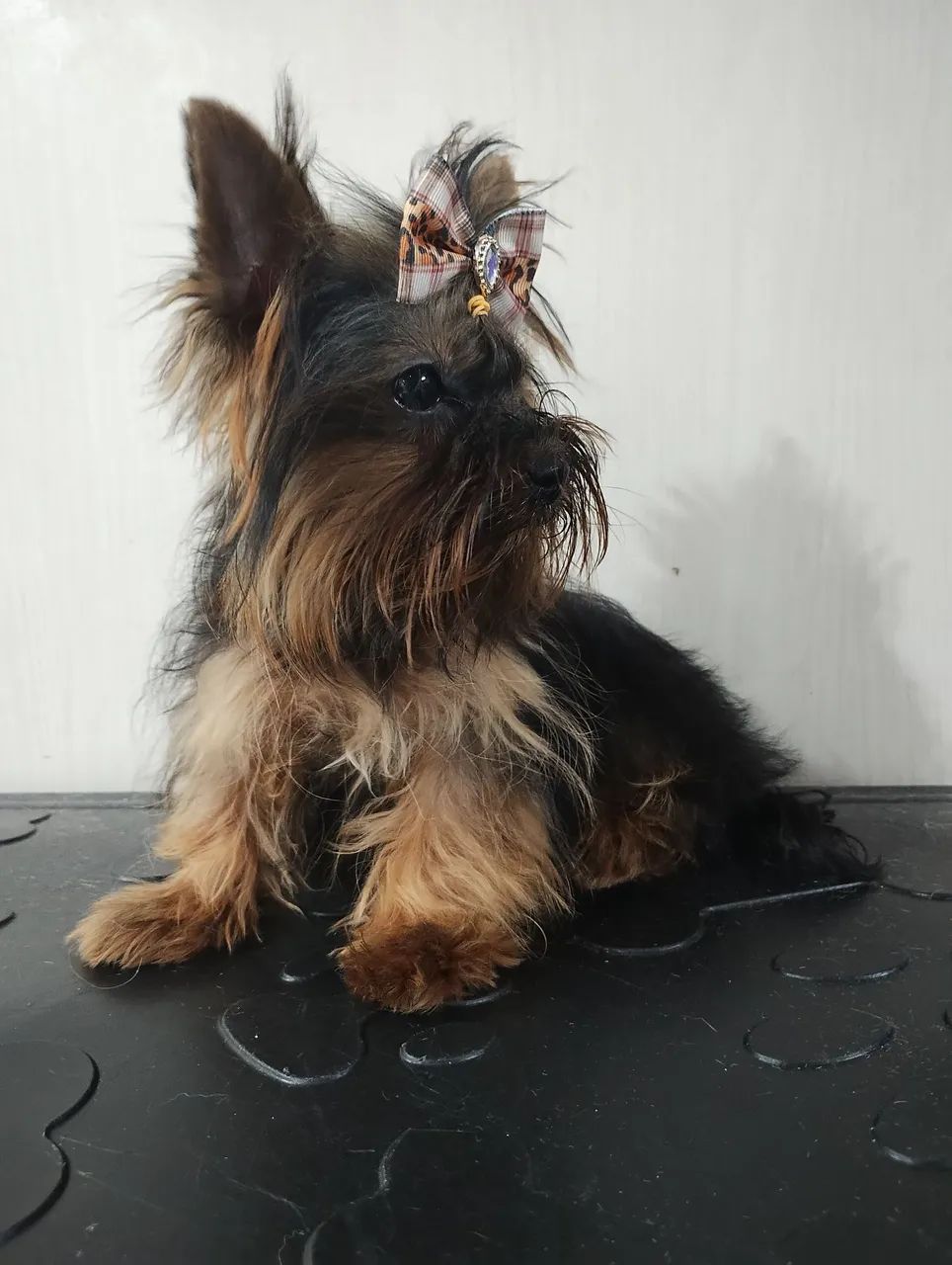  Mini Yorkshire Terrier Fêmea - Foto 3