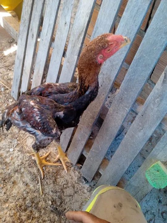 Frangos indio gigante- Sangue puro - Foto 4