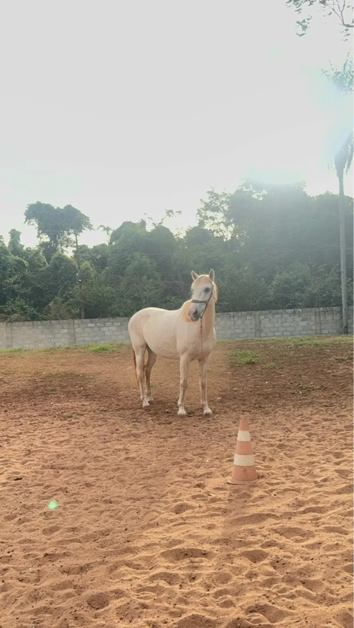 Cavalo bem manso