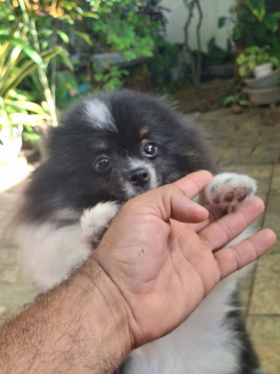 Filhote de Spitz Alemão Macho - Foto 2
