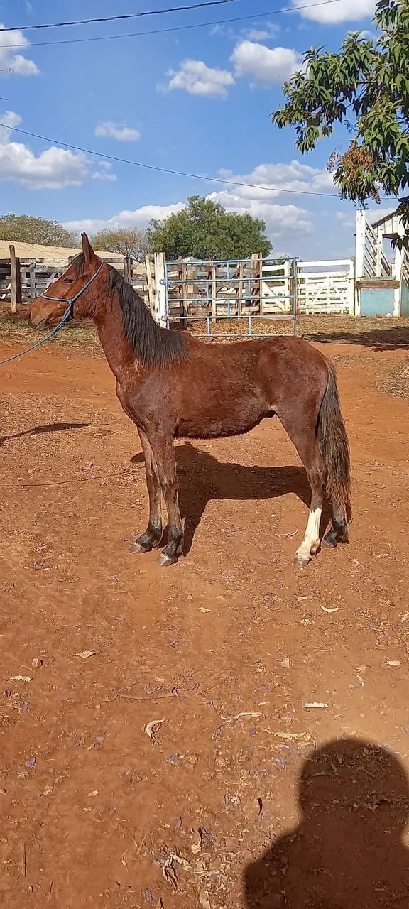 Potros Mangalarga Marchador Registrados