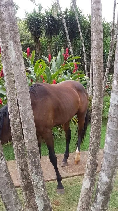 Potranco  Mangalarga com QM - Foto 2