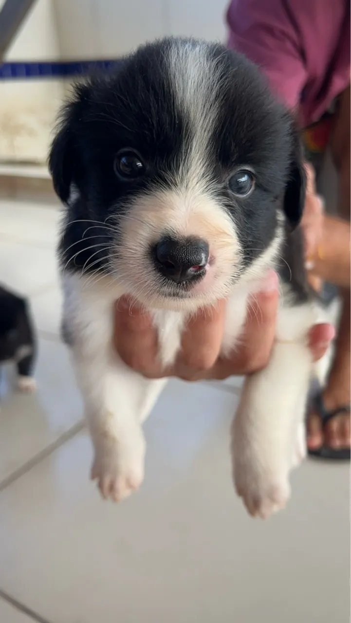 Filhotes de Border Collie