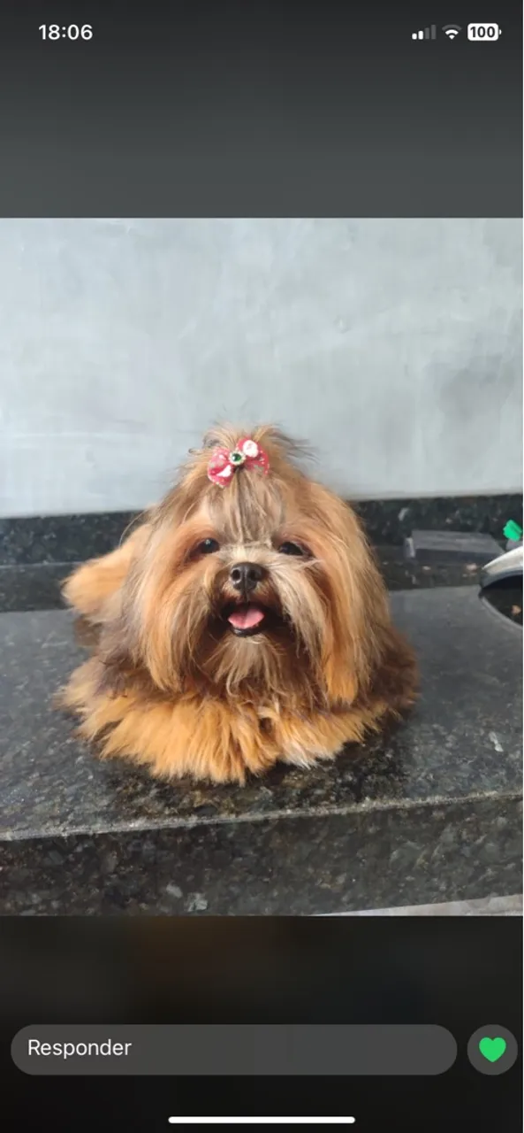 Vendo Shihtzu fêmea