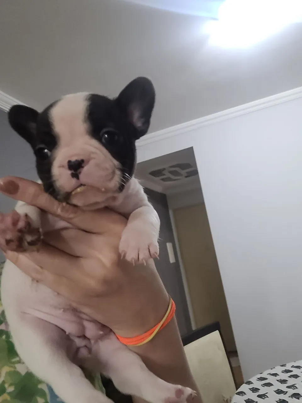 Filhote de Bulldog Francês - Peludo e Charmoso!