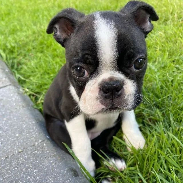 Vende-se Boston Terrier - 