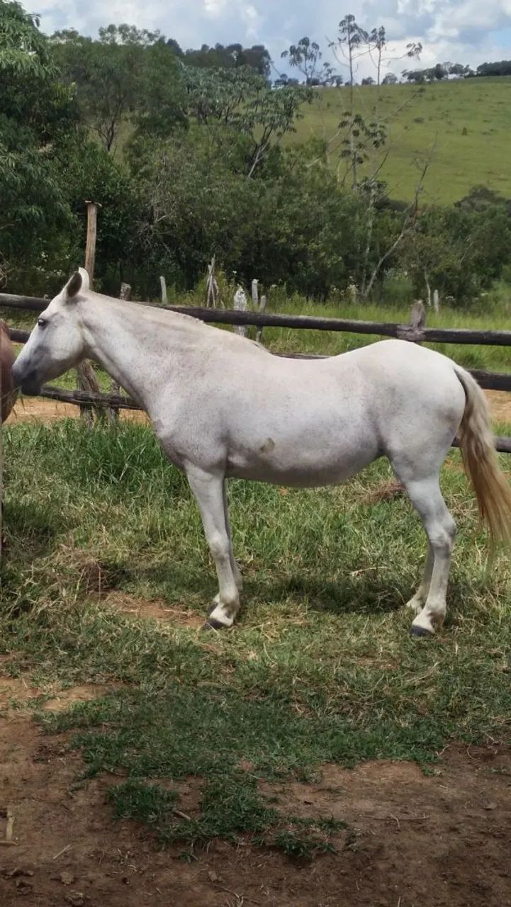Égua Mangalarga Marchador  - Foto 3