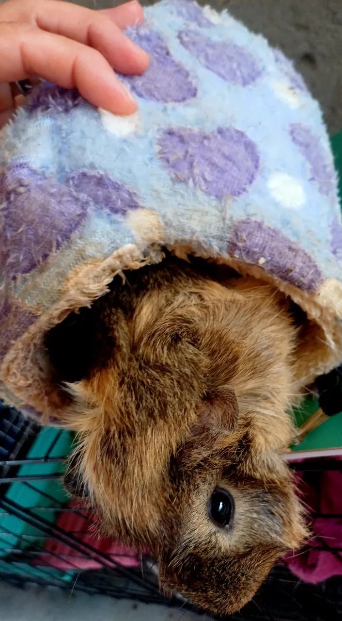 Porquinho da india Angorá Macho Reprodutor 5 meses - Foto 3