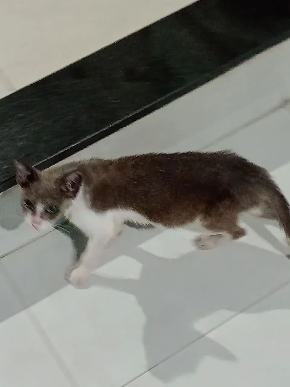 Gatinha fofa para adoção - Foto 2