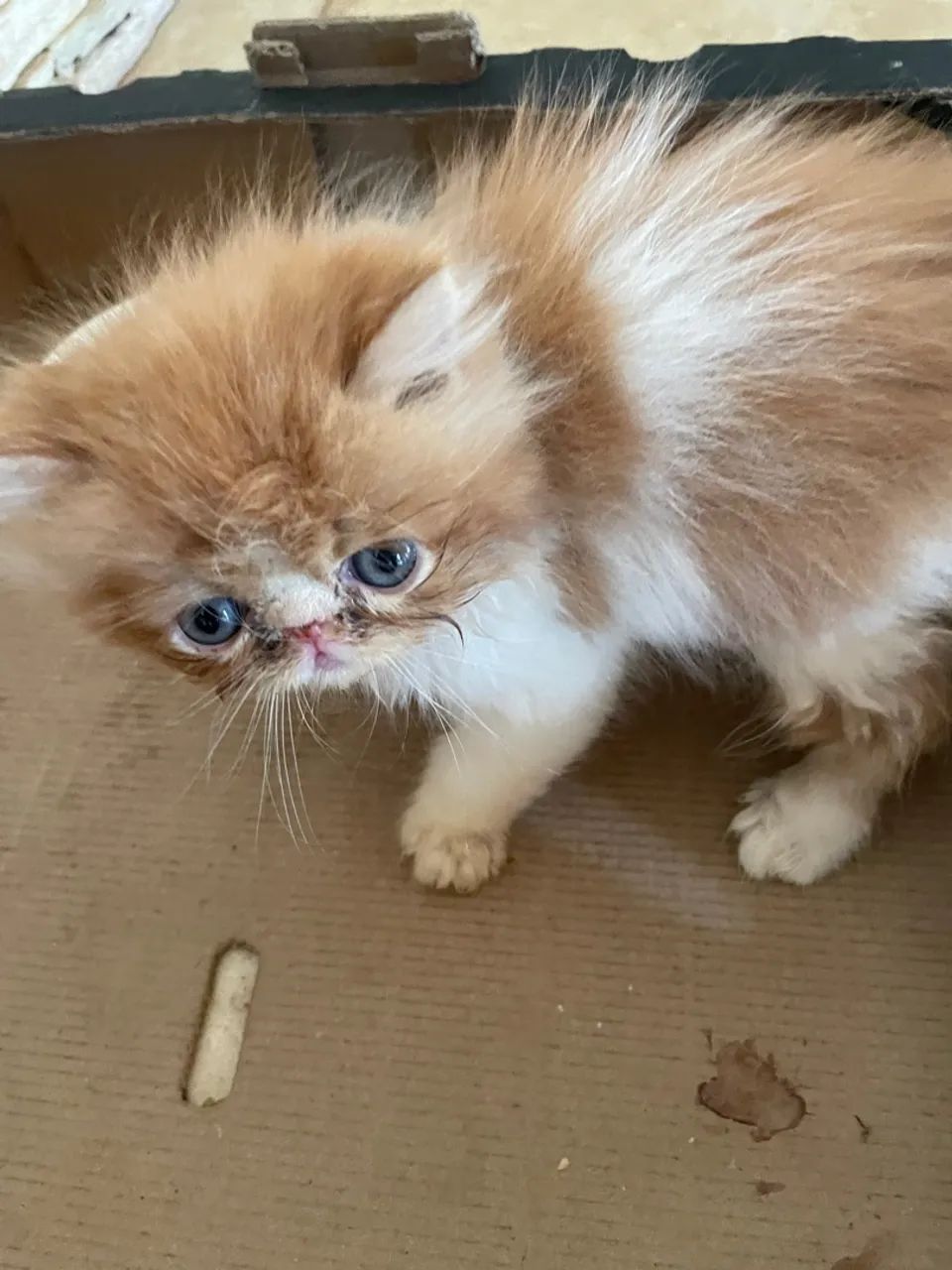 Gatos persa várias cores - Foto 2