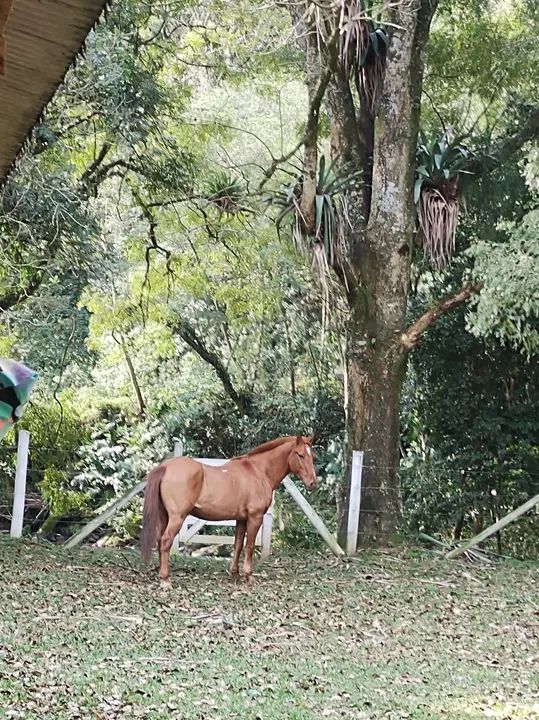 Cavalo QM com Crioulo  - Foto 2