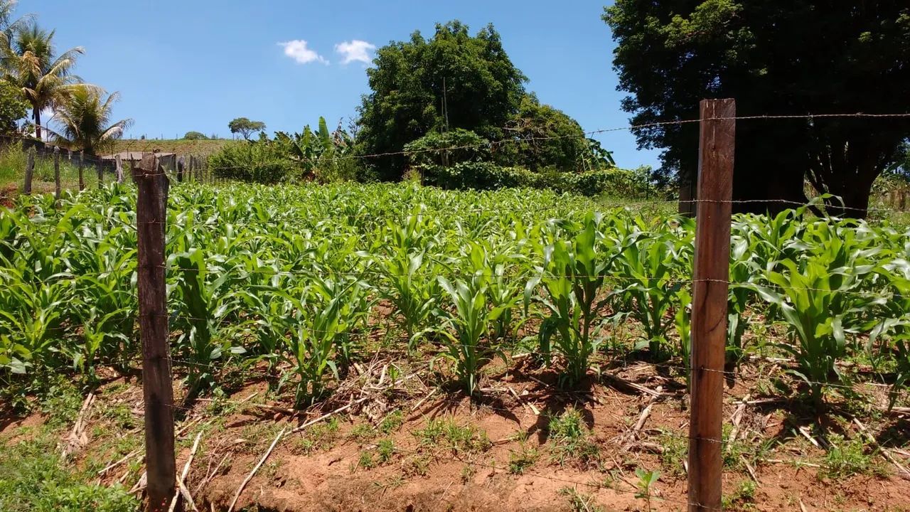 Procurando um terreno? - Foto 2