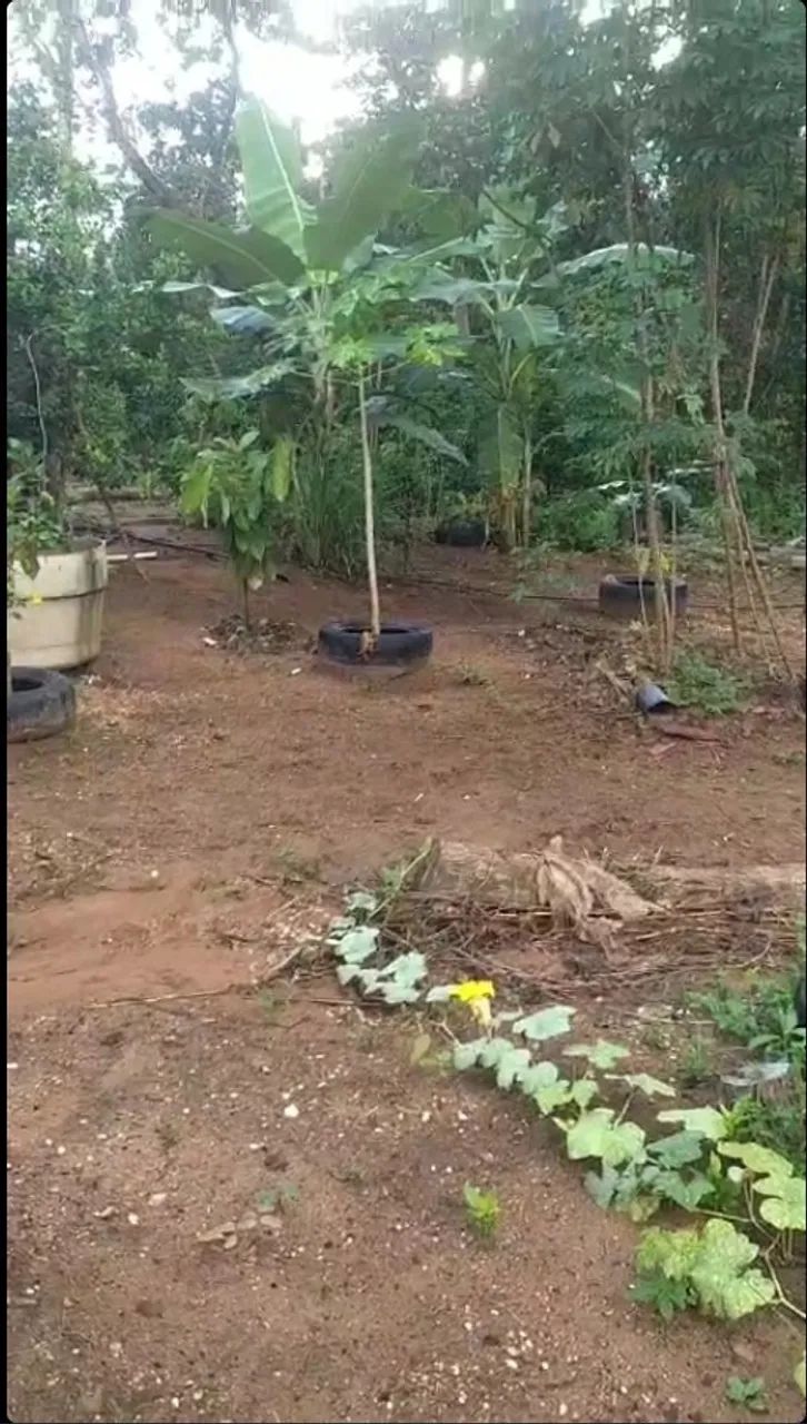 CHACARA 2 ALQUEIRES (96,8 MIL M²)UMA MORADA CORREGO E MINA D"AGUA  PERENE TODO ANO - Foto 5