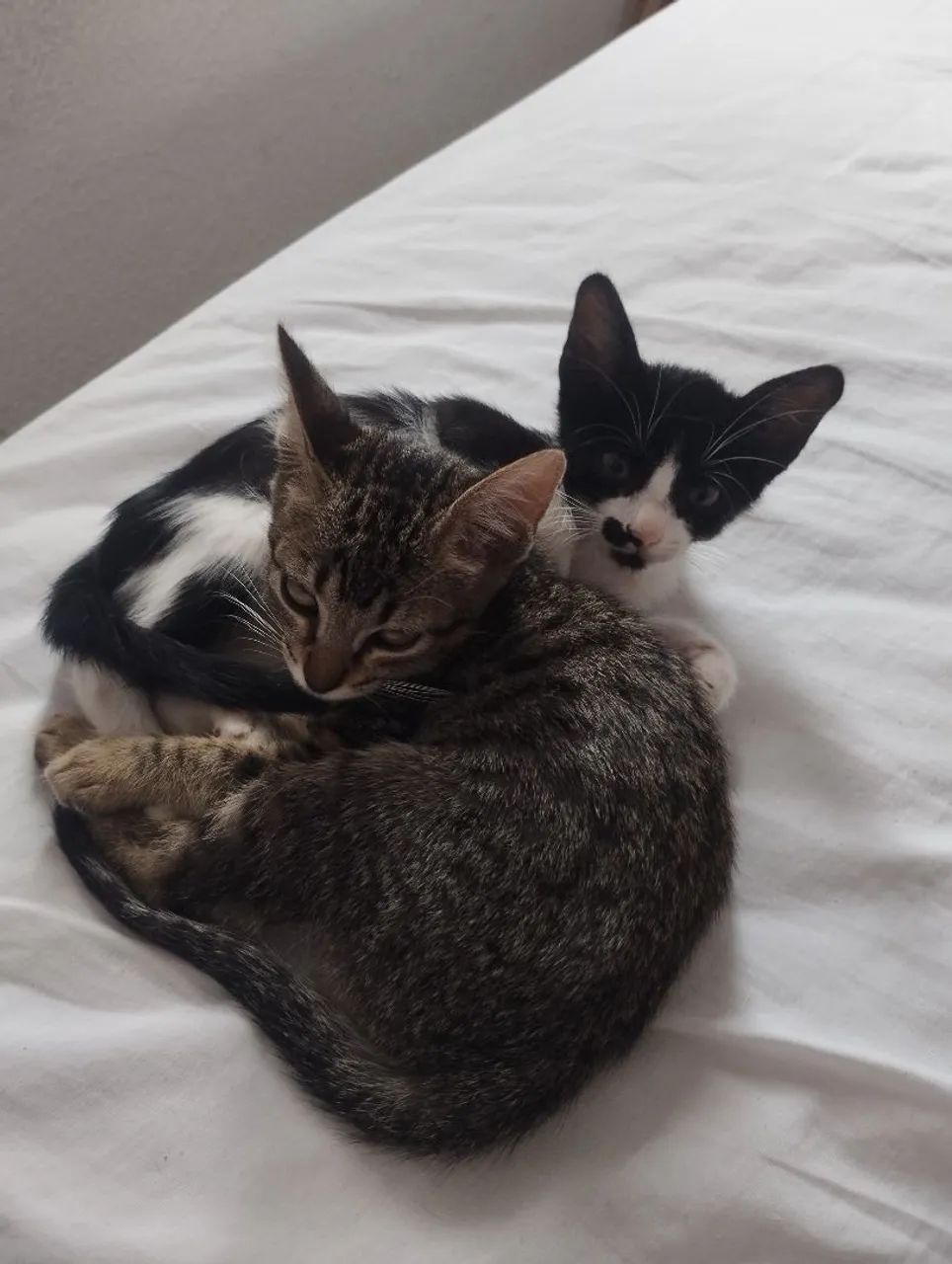 Filhote gato para adoção responsável 