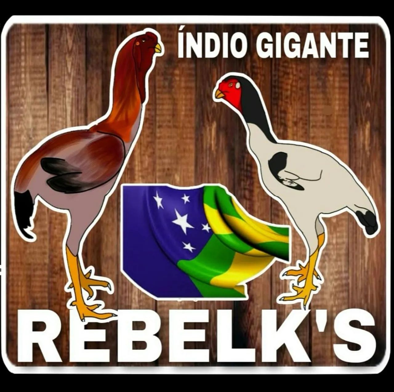 Venda Permanente e Exclusiva de Pintainhos da Raça Índio Gigante   - Foto 6