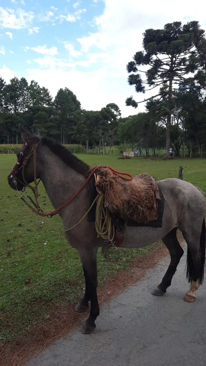 Cavalo A venda ! Égua Criola