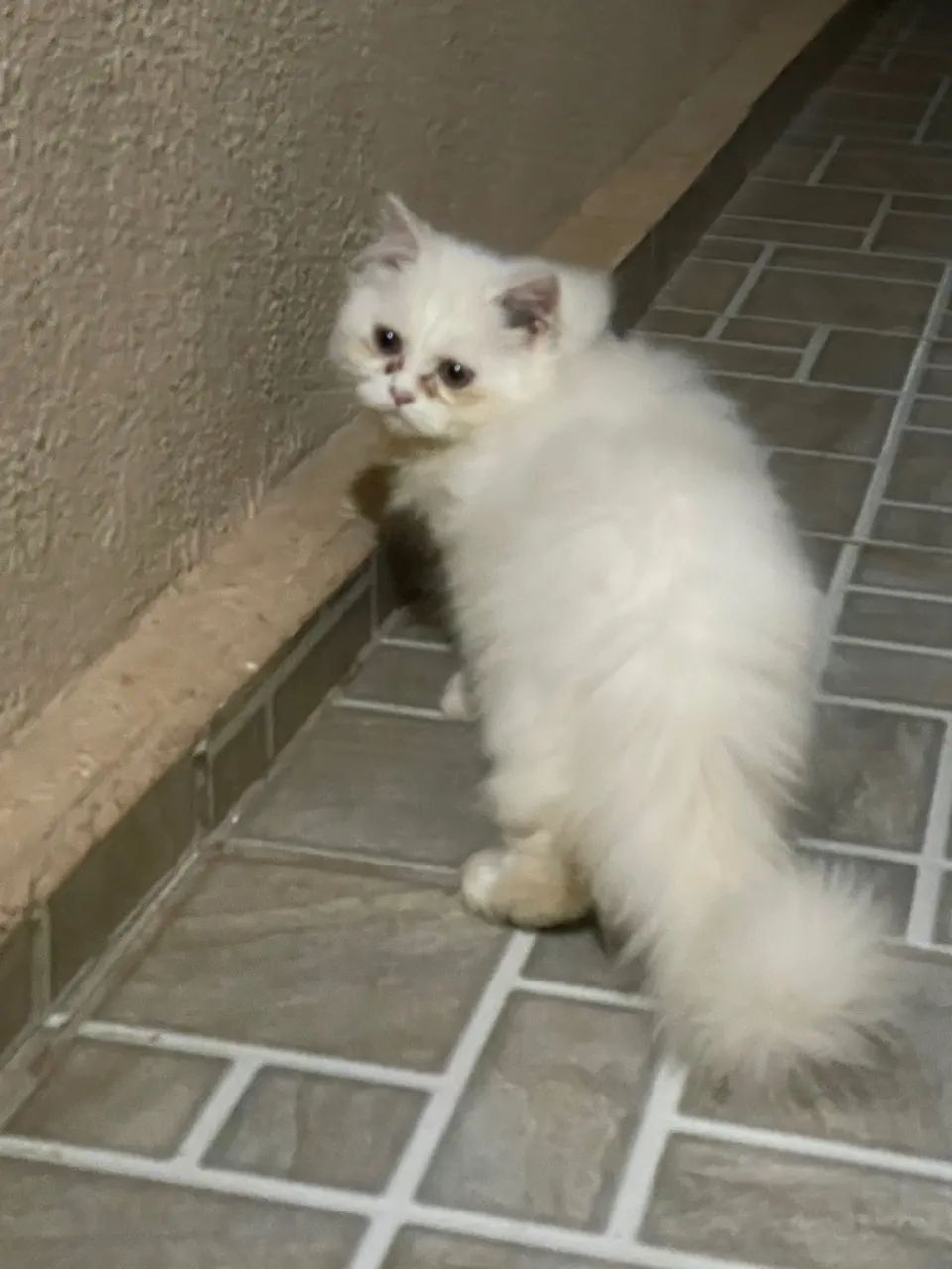 Gatos persa várias cores - Foto 3