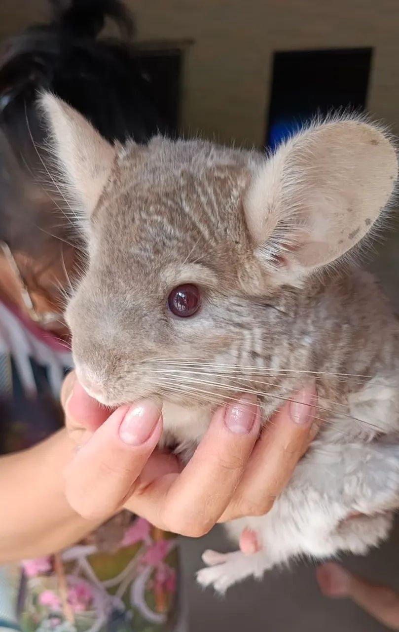 Chinchila Macho