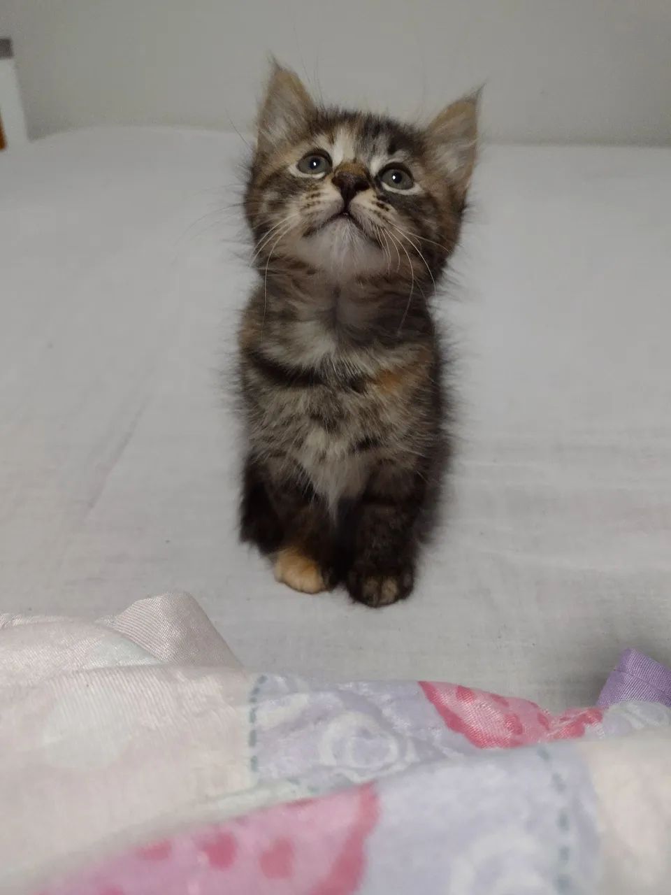 Gatinho fofo c,/entrega doação 