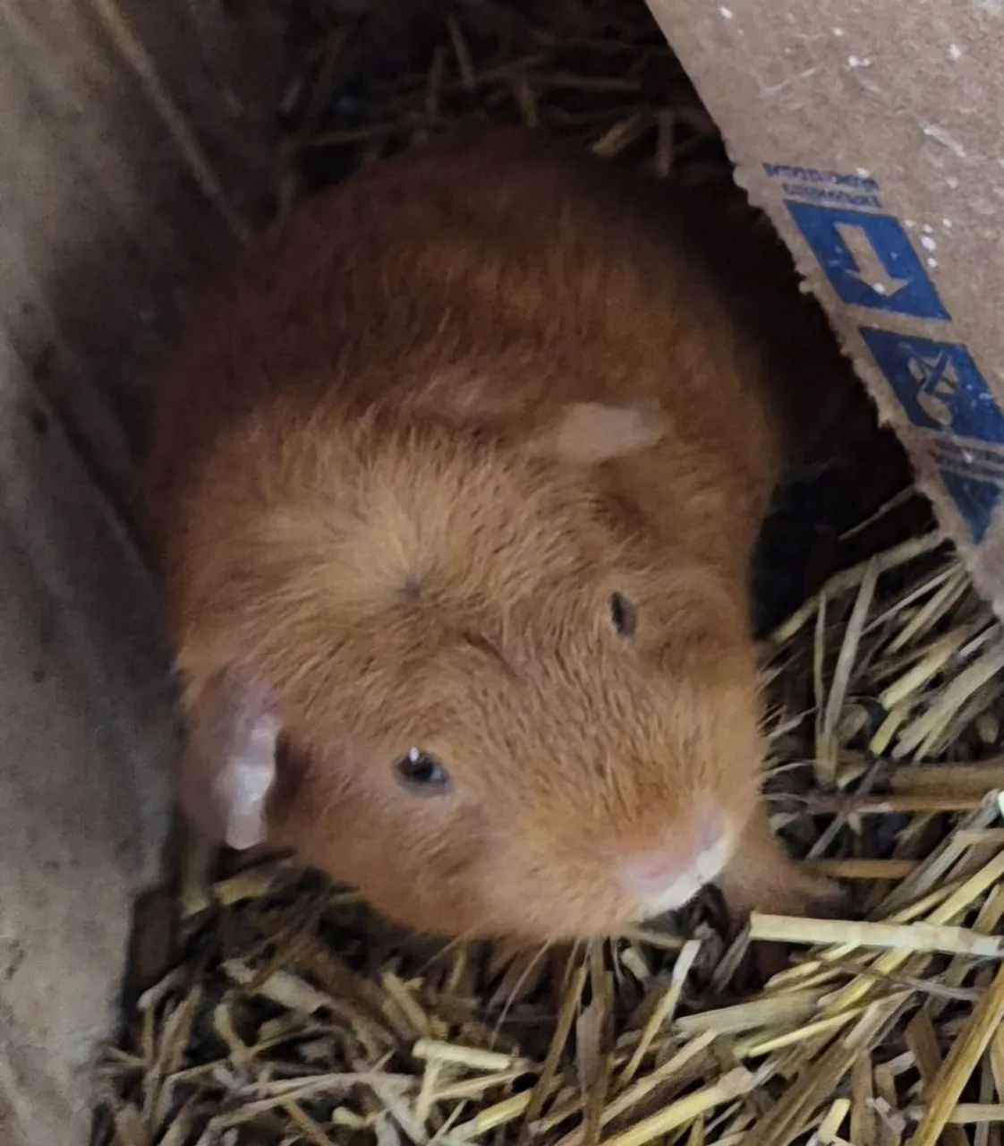 Porquinho da Índia- macho