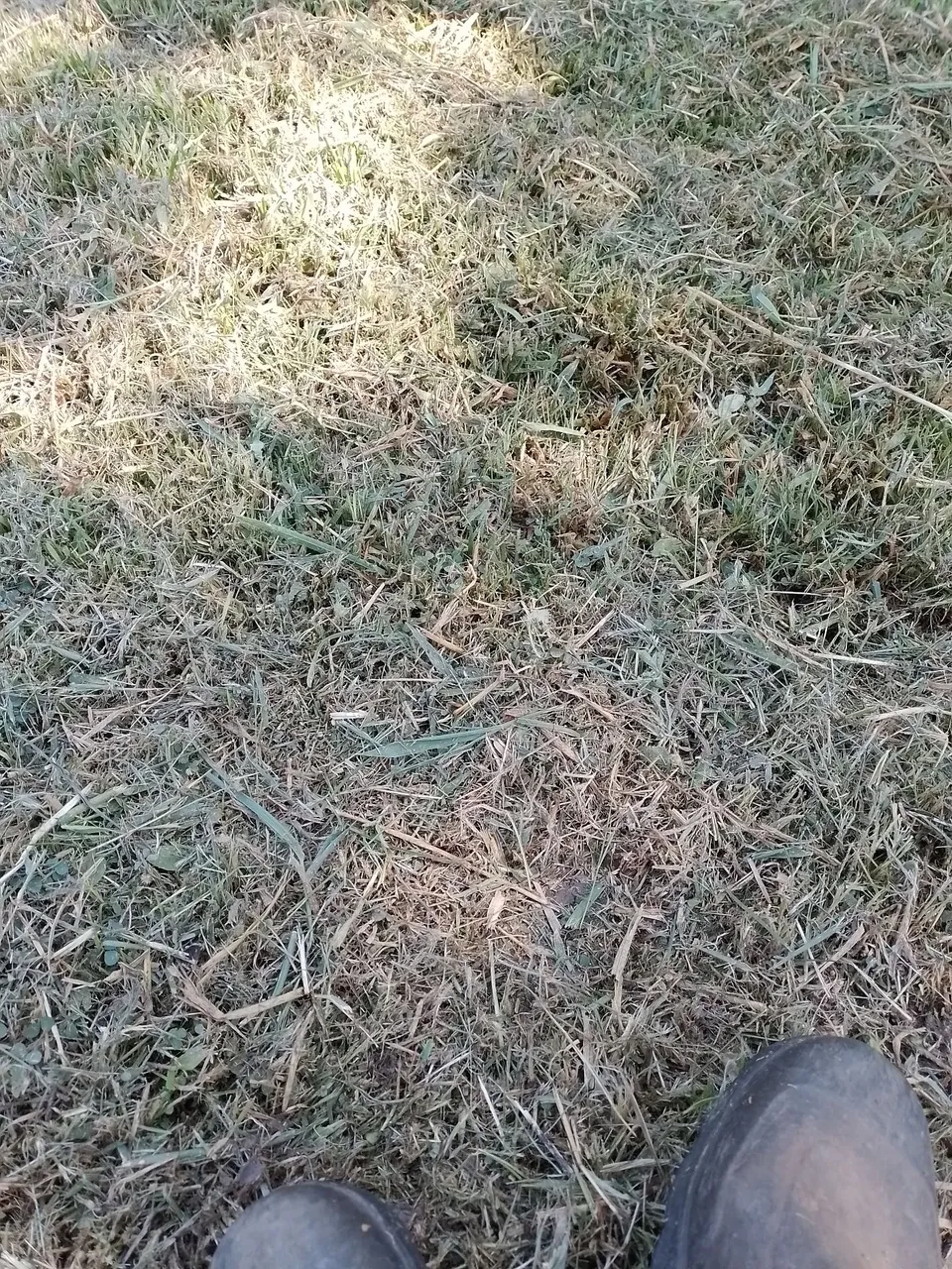 Limpeza de terreno 