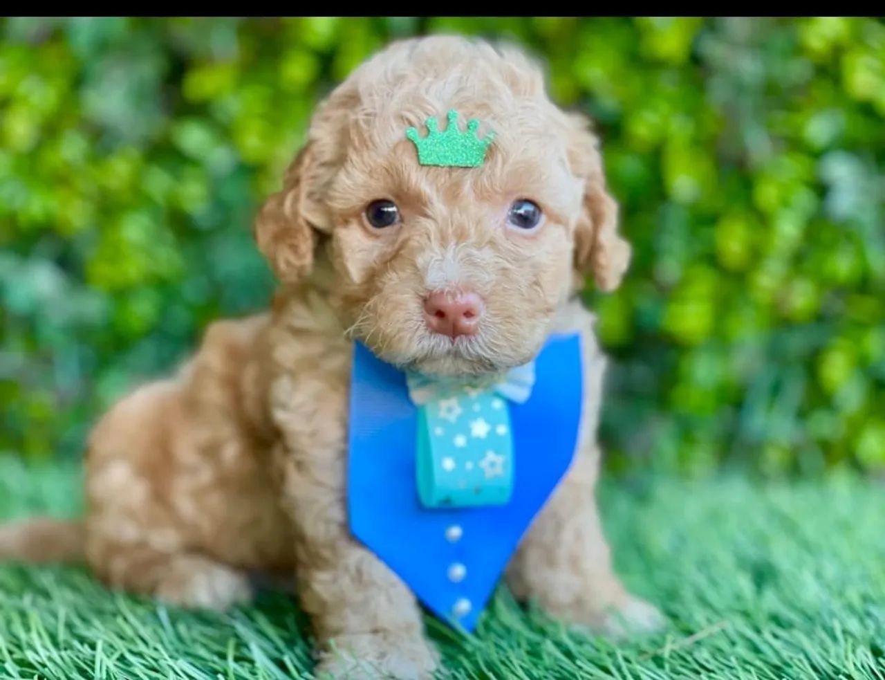 Cachorro 64298780728963121