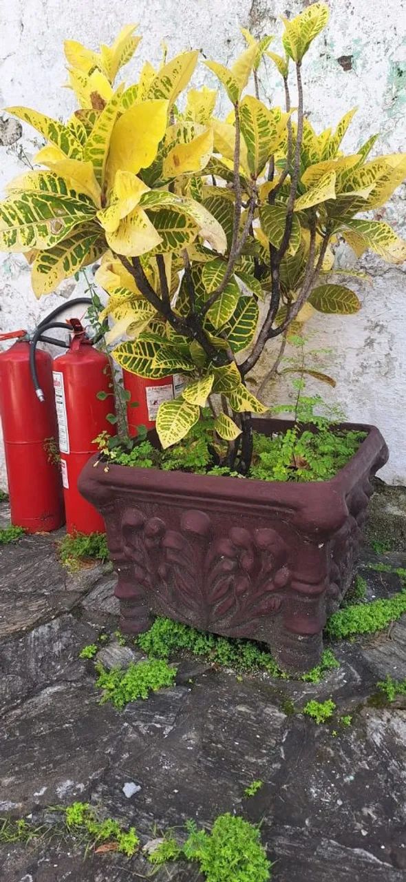 Vaso de Planta com Planta Ornamental