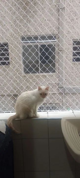 REDE DE PROTEÇÃO  (TELA)  - Foto 3