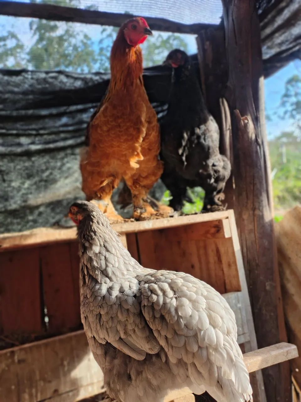 Galinhas Brahma - Foto 2