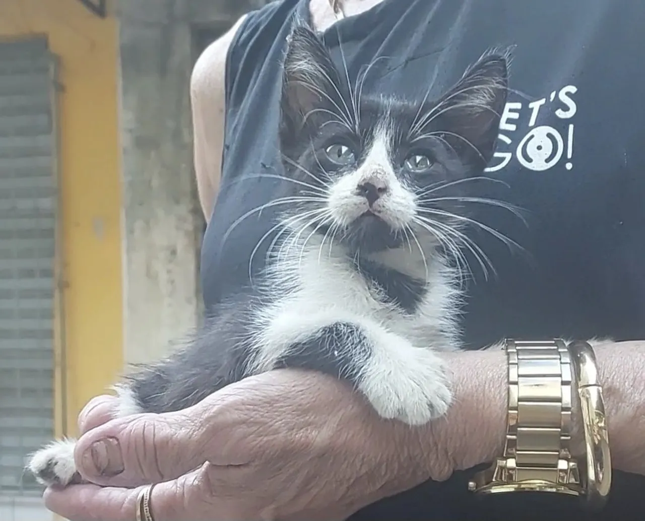 Filhote gata