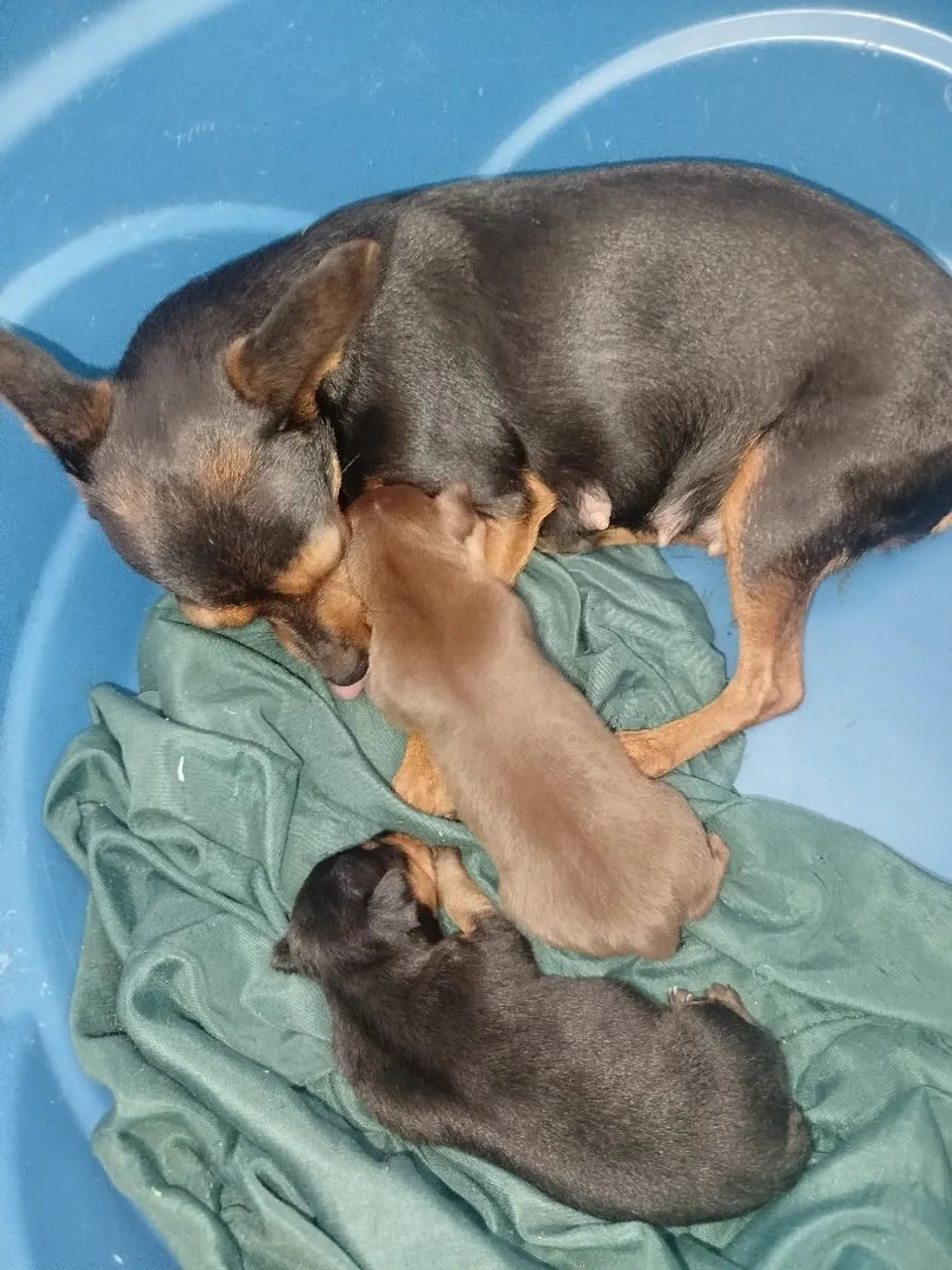 Filhotes de Pinscher número 01disponíveis vender