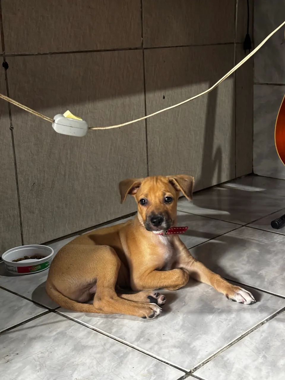 ADOÇÃO RESPONSÁVEL  - Foto 2