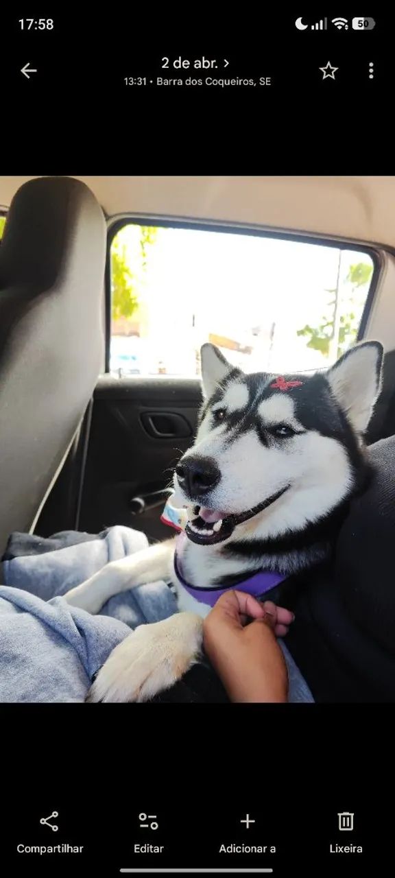Vendo husky fêmea  - Foto 2