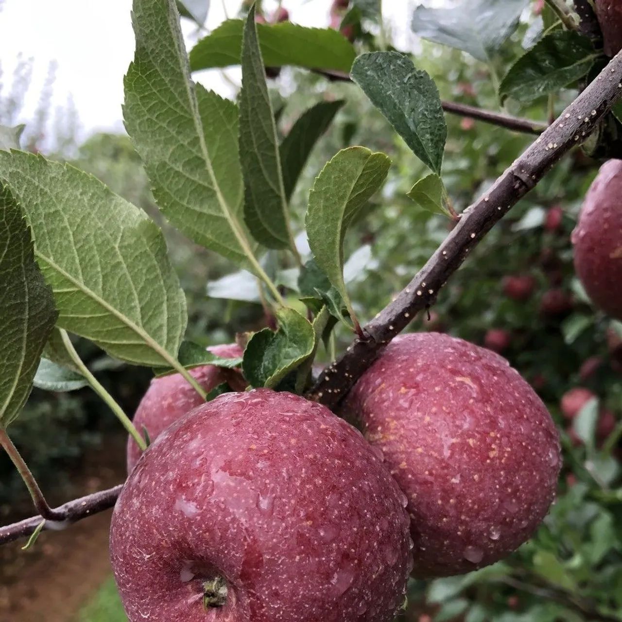 Muda de maça nacilnal vermelha clima quente. - Foto 5
