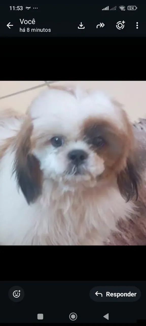 Com pedigree 6 meses