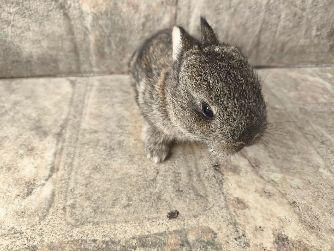 Mini coelho  - Foto 4