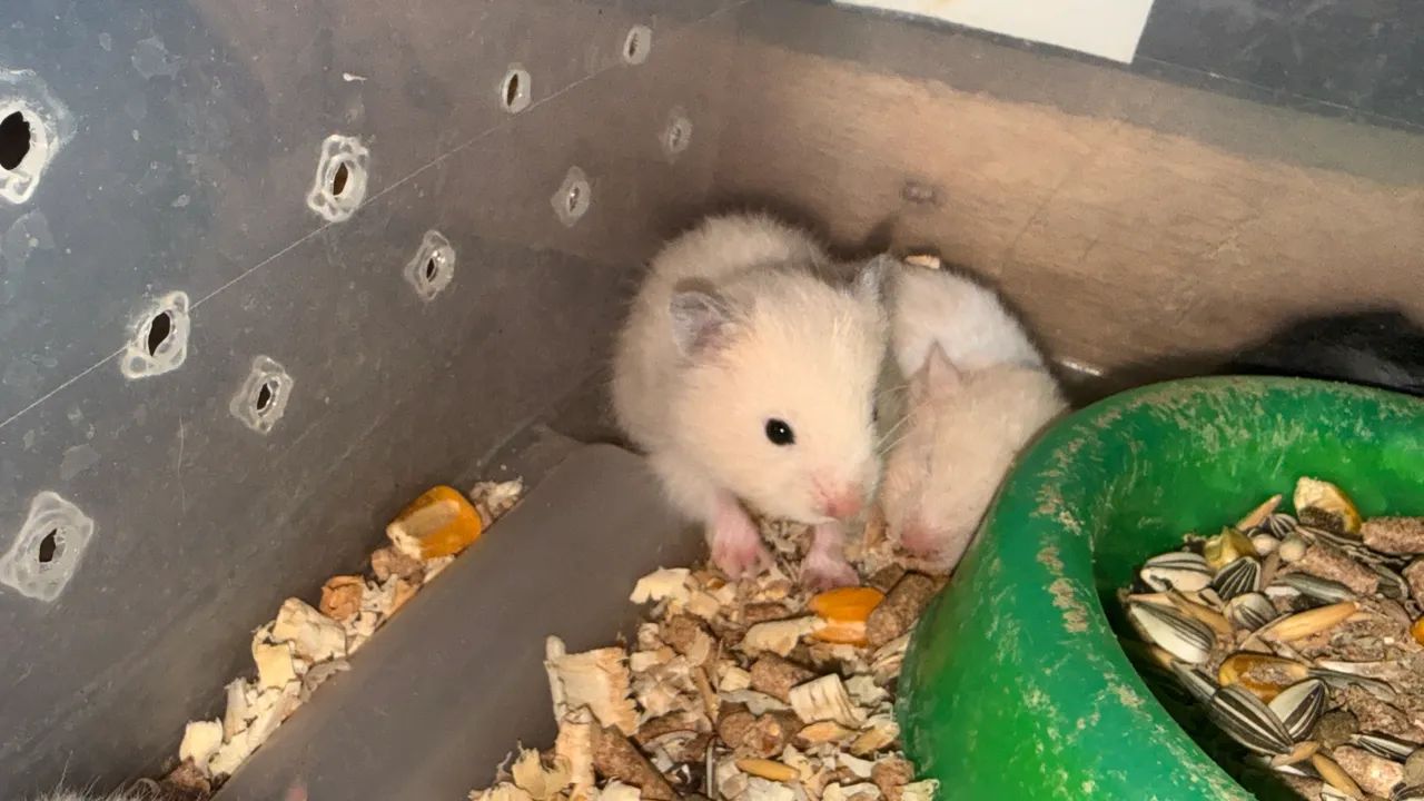 Hamster filhotes  - Foto 4
