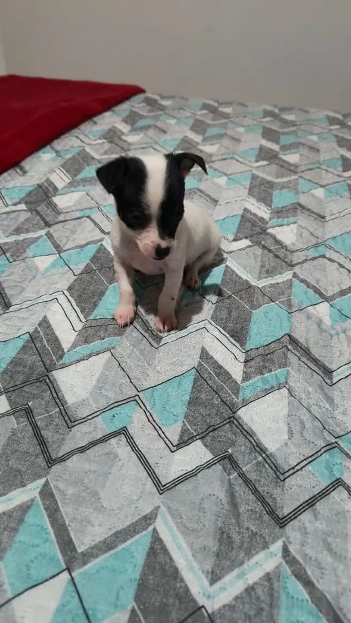 Pinscher  - Foto 2