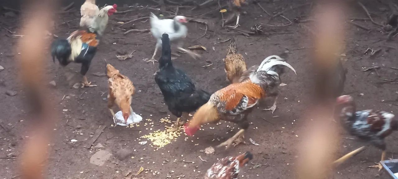 Galinhas e ? galos ? 