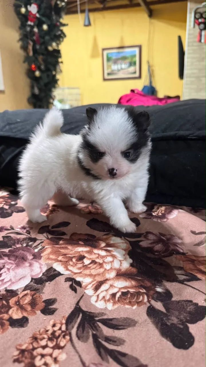 Cachorro - Foto 3