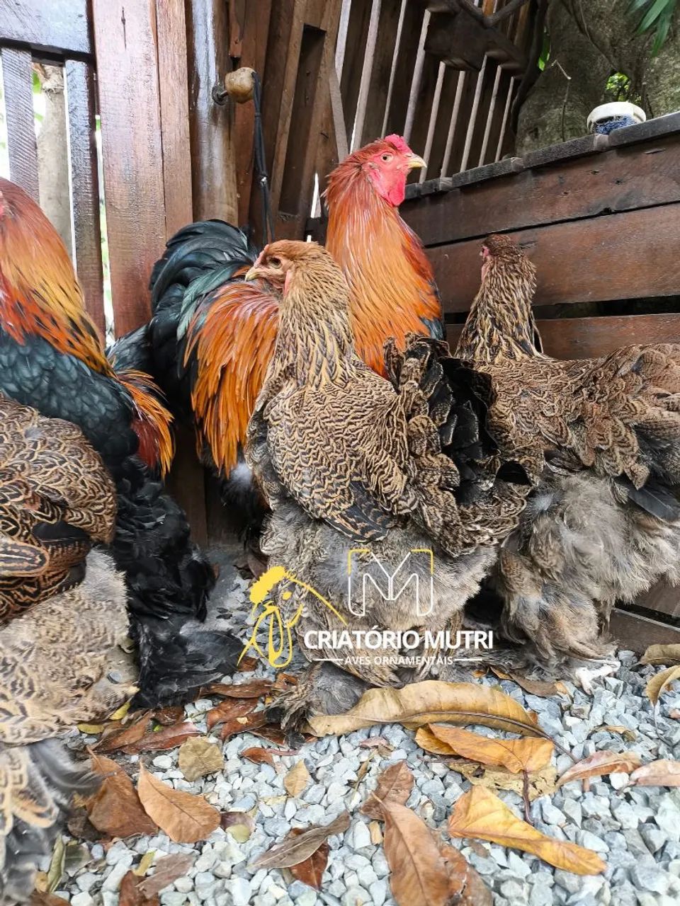 Ovos de galinha Brahma perdiz  - Foto 2