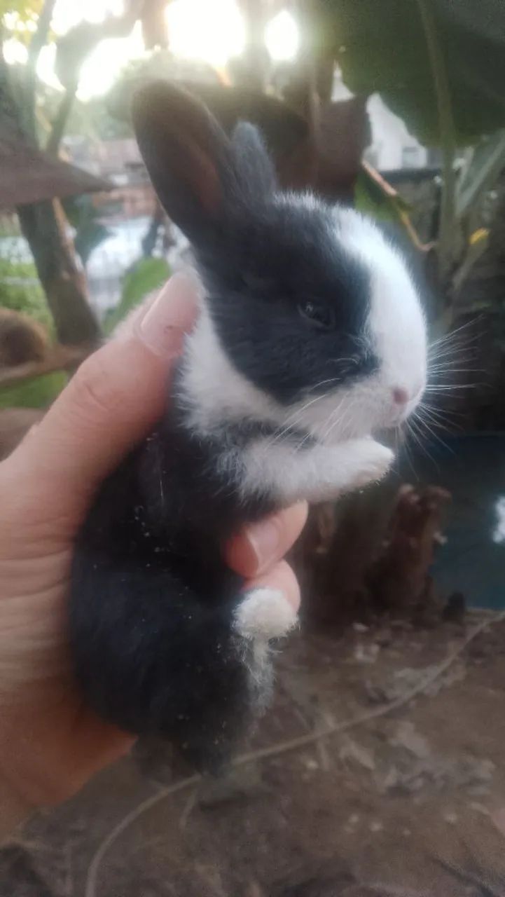 Os mais fofos pets do OLX