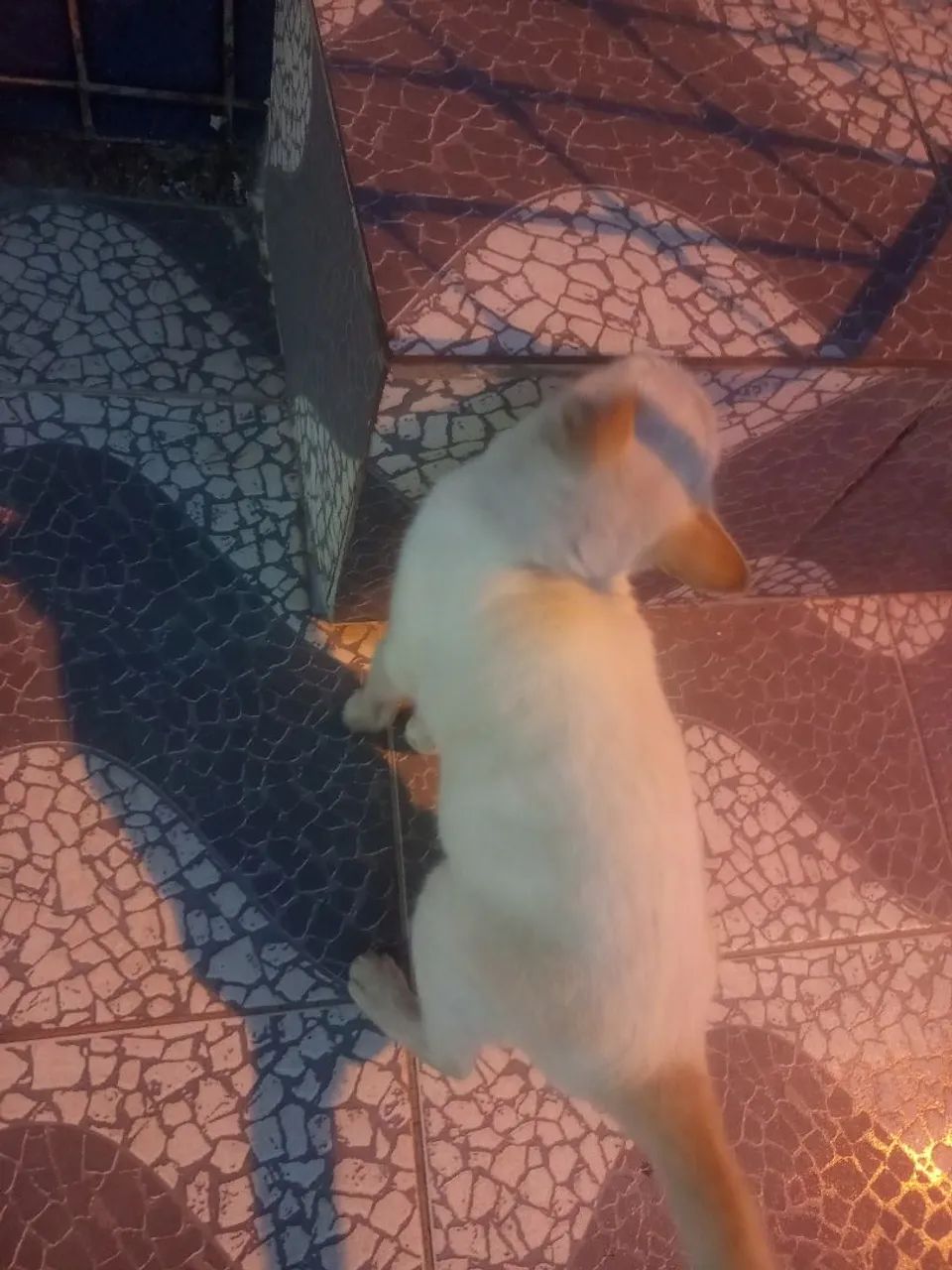 Gatinha  p adoção urgente,  abandonada na rua !  - Foto 3