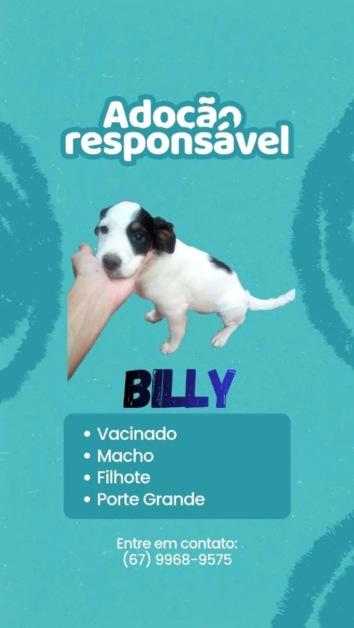 Cachorro macho pra adoção 