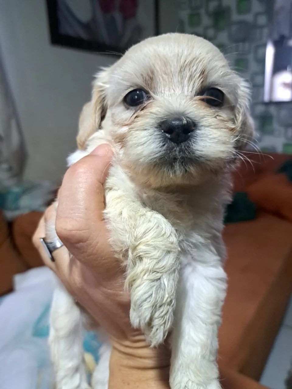 Lhasa apso  - Foto 3